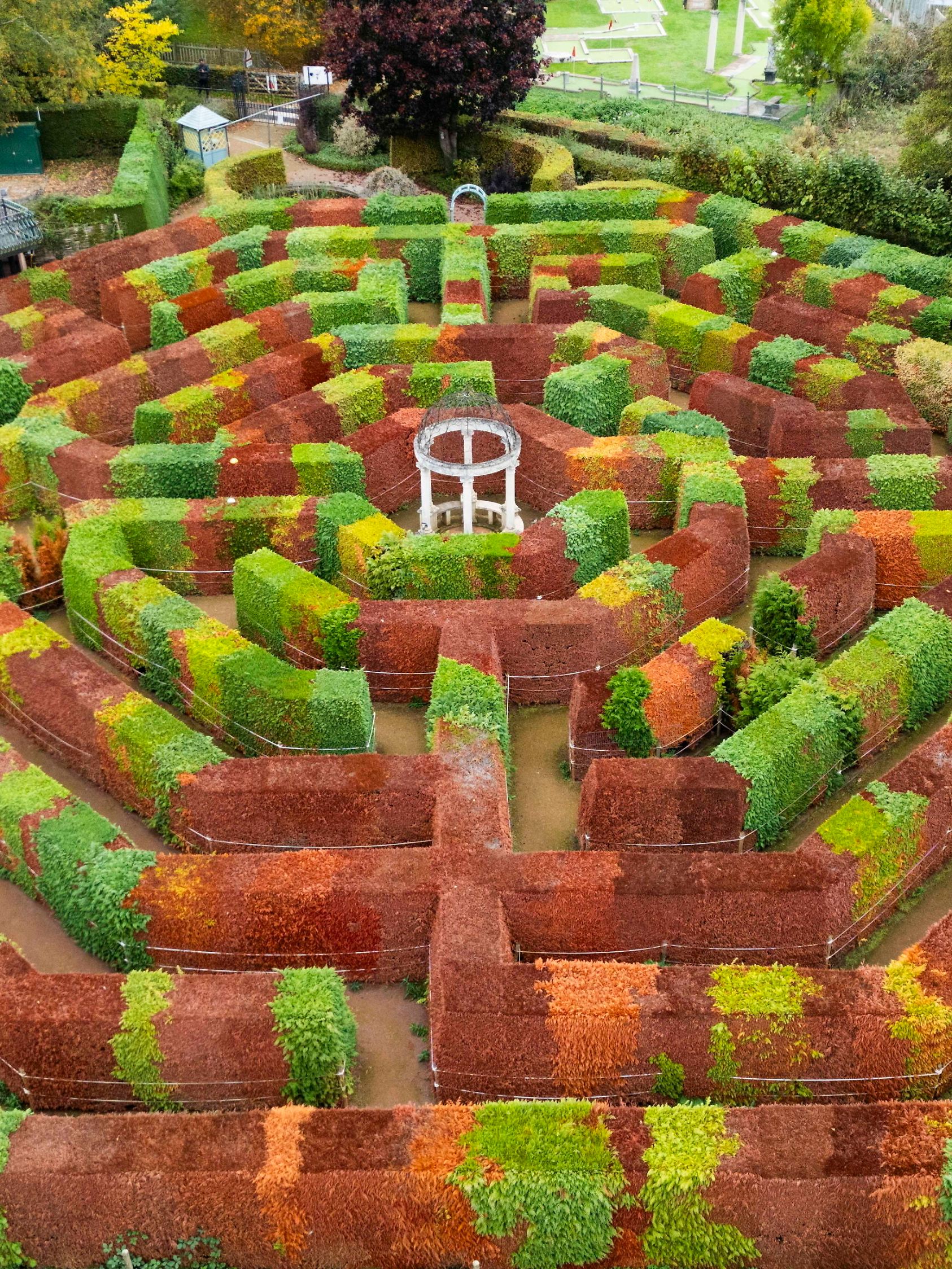 Der Herbst ist da: Das aMazing Hedge Puzzle in Ross-on-Wye ist nun wie üblich wegen der Neubepflanzung der Bäume geschlossen