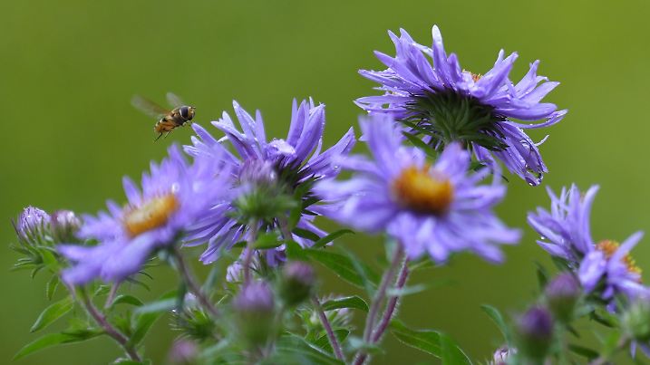 Der Sommer sagt leise Servus - bevor der Herbst ganz übernimmt