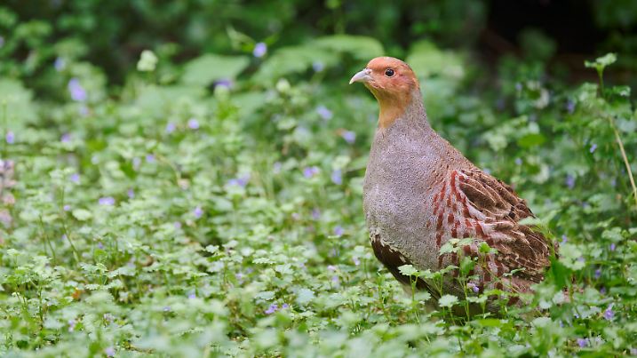 Ein Drittel mehr Rebhuhn-Paare als 2019 – vor allem in Hessen und NRW. Doch trotz Aufwärtstrend bleibt der seltene Vogel stark gefährdet.