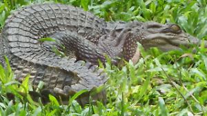 Australien: Krokodil nimmt ein genüssliches Bad im Pool eines Luxushotels