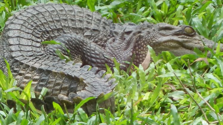 Australien: Krokodil nimmt ein genüssliches Bad im Pool eines Luxushotels