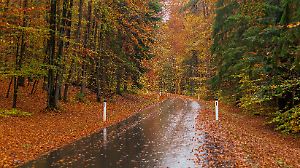 Regennasse, laubbedeckte Strasse im Herbst-Unfallgefahr