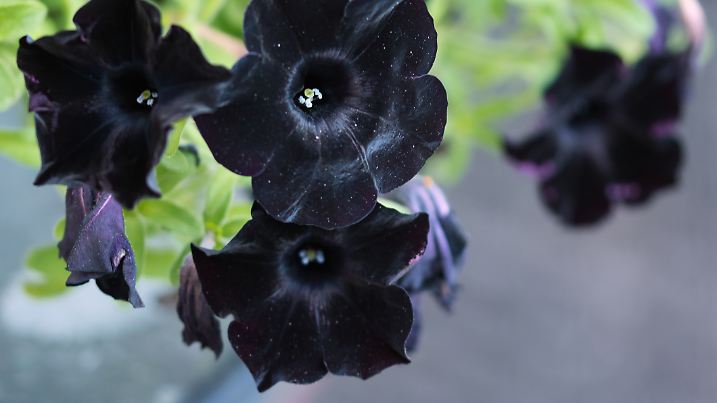 Die haben es in sich - was im Sommer ein edler Balkon-Hingucker ist, wird im Herbst zur Gruselpflanze: Die schwarze Petunie.