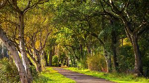 Allee des Jahres 2025