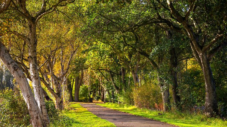 Allee des Jahres 2025