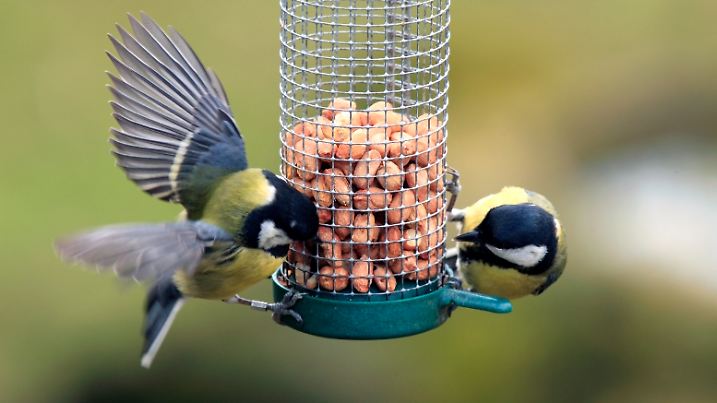 Meisen-Futterstellen richtig platzieren