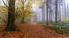 Herbstwald im Nebel