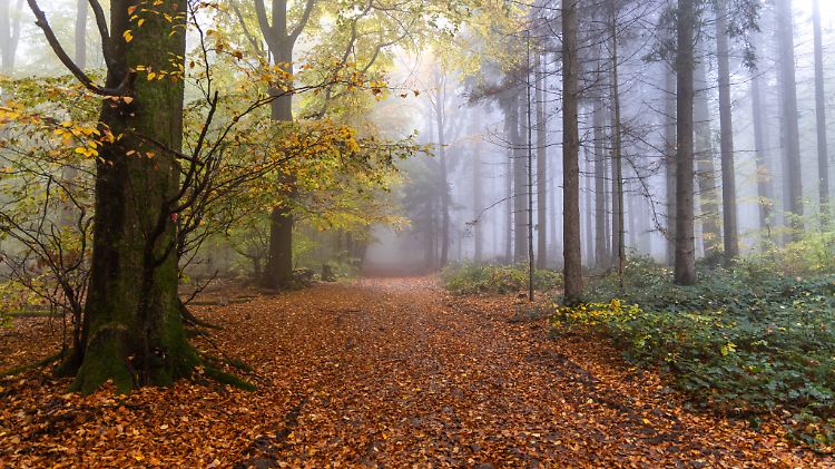 Herbstwald im Nebel
