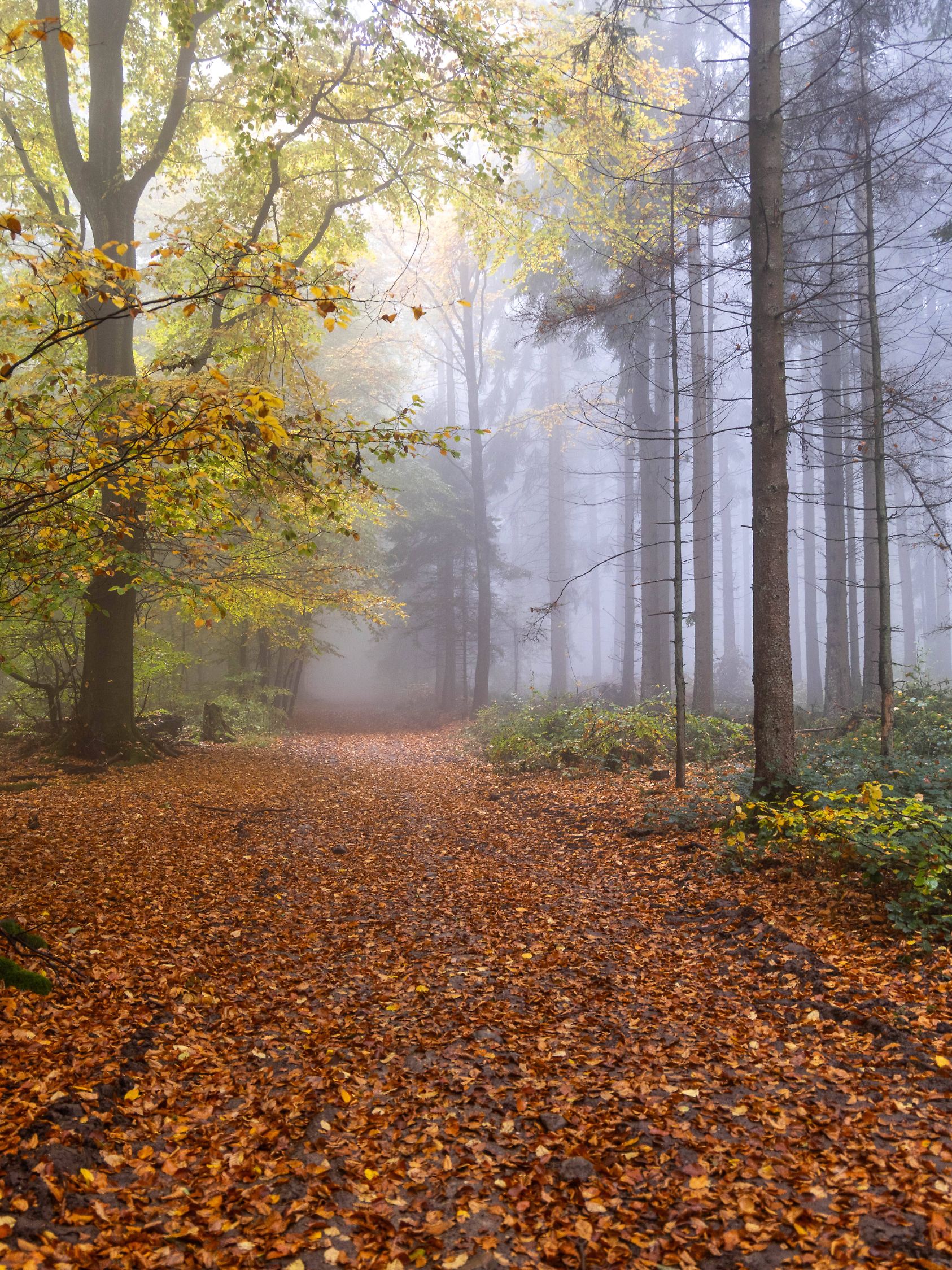 Herbstwald im Nebel