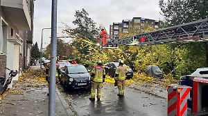 Sturmböen in Düsseldorf: Rund 50 Meter hoher Baum stürzt um