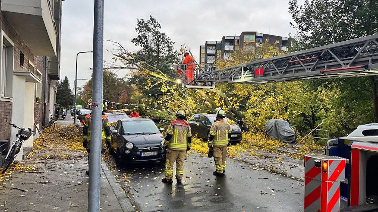 Sturmböen in Düsseldorf: Rund 50 Meter hoher Baum stürzt um
