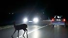 vb m k+ Wildwechsel in der Nacht