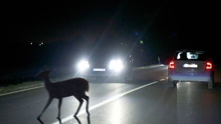 vb m k+ Wildwechsel in der Nacht