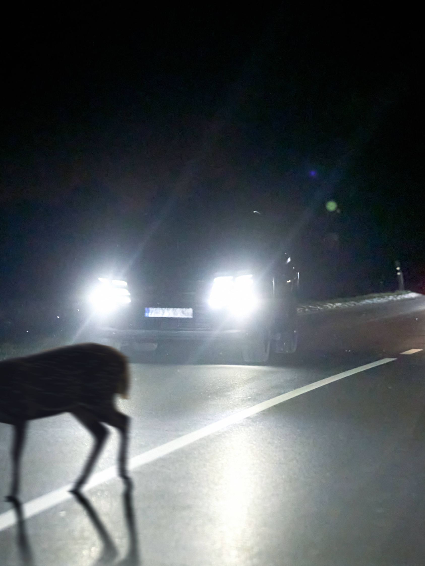 vb m k+ Wildwechsel in der Nacht