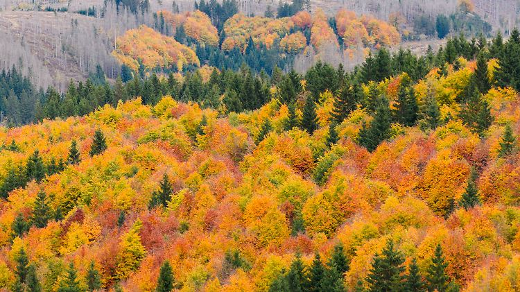Herbst im Harz