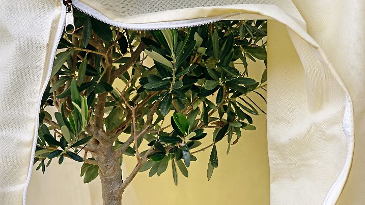 Gut verpackt trotzt der Olivenbaum auch draußen Frost und Schnee.