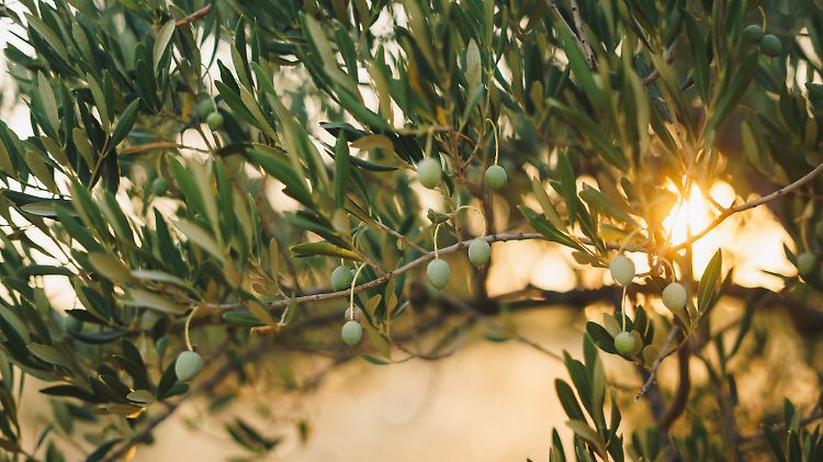 So übersteht der Olivenbaum den Winter