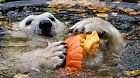 Kürbisfütterung der Eisbären im Tierpark Berlin
