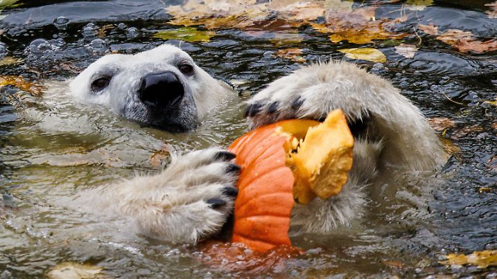 Kürbisfütterung der Eisbären im Tierpark Berlin