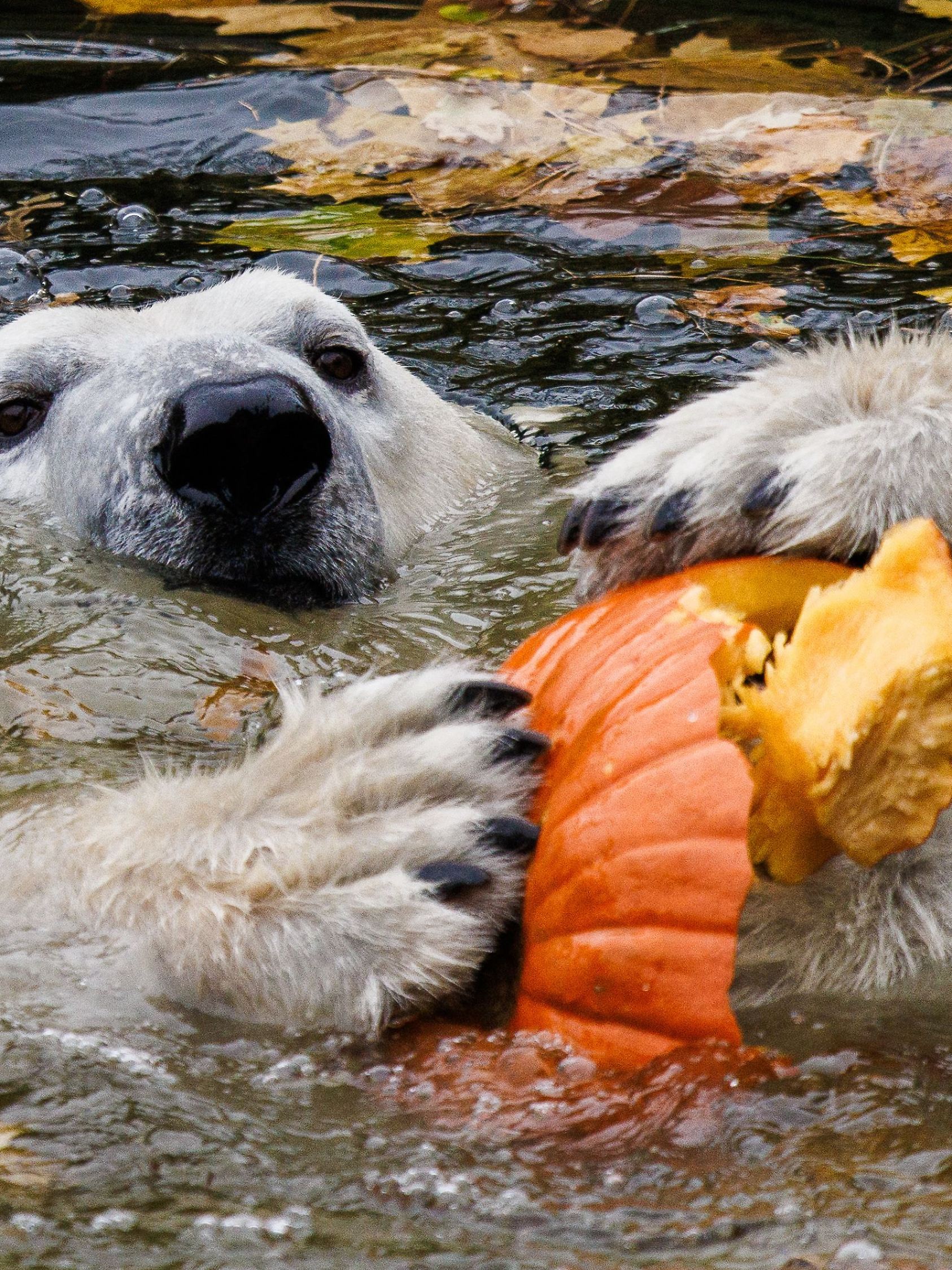 Kürbisfütterung der Eisbären im Tierpark Berlin