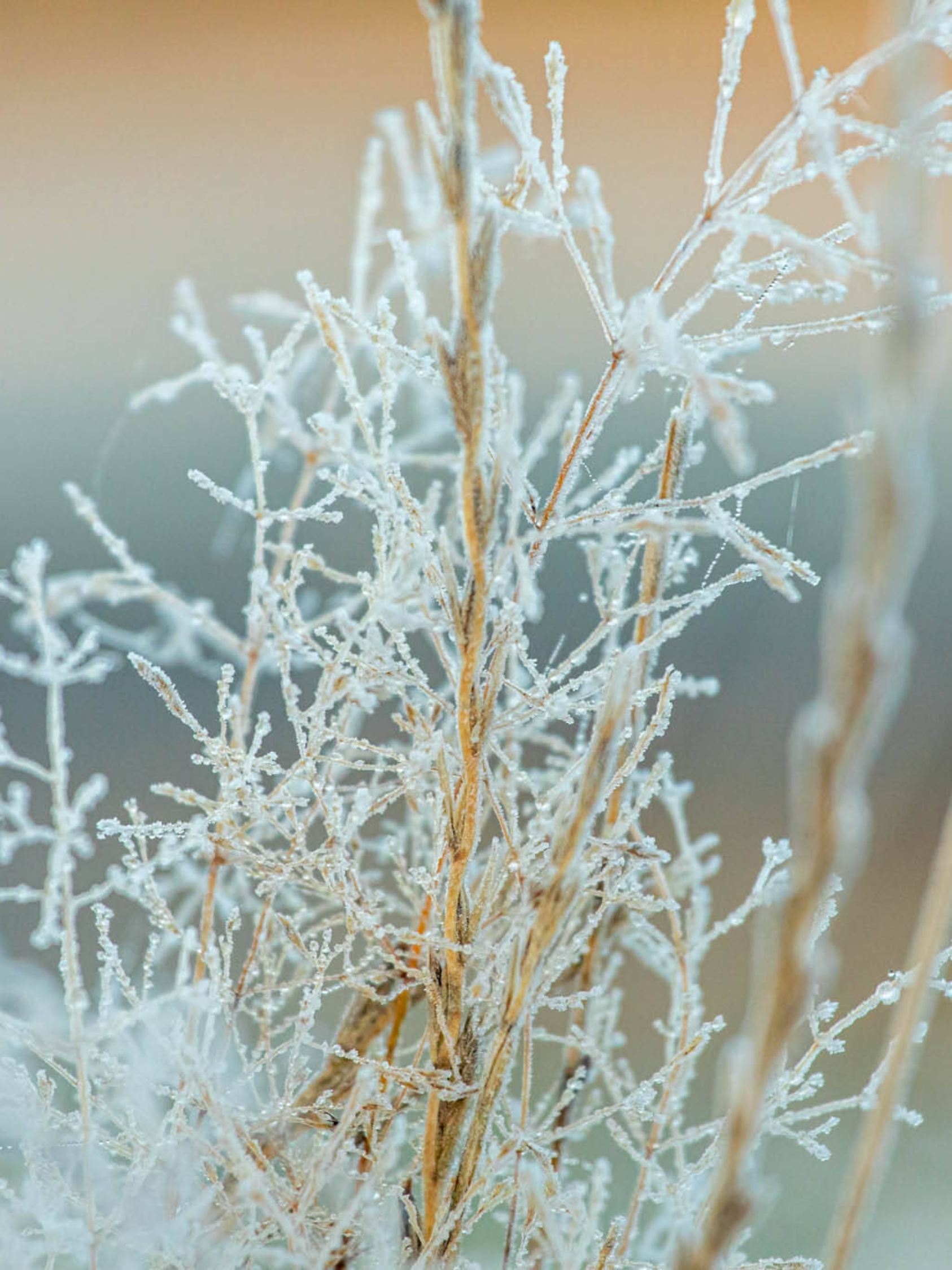 Kalter Start in die neue Woche für die Menschen in Sachsen  örtlicher Luftfrost im Erzgebirge