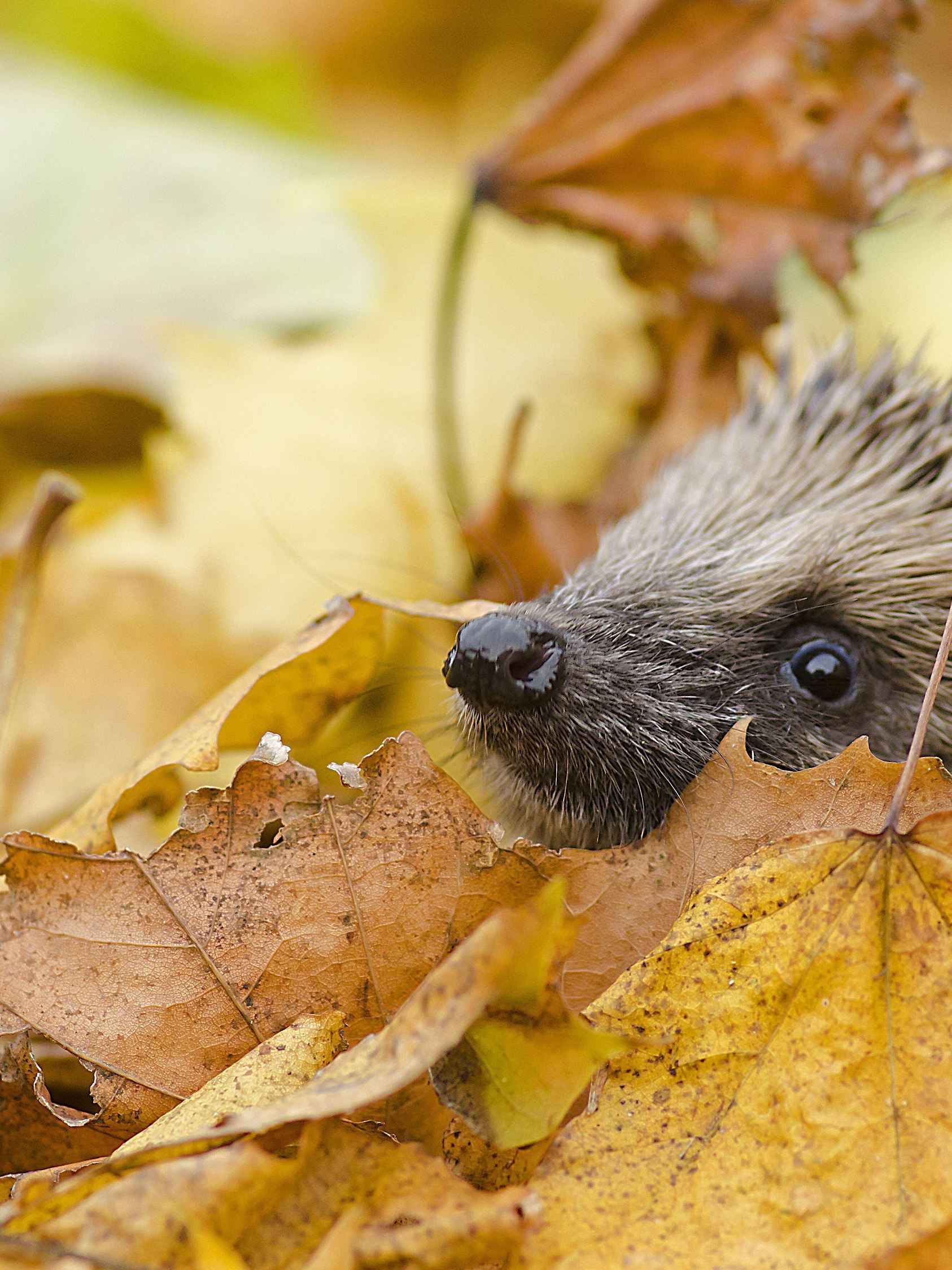 Igel unter Herbstlaub