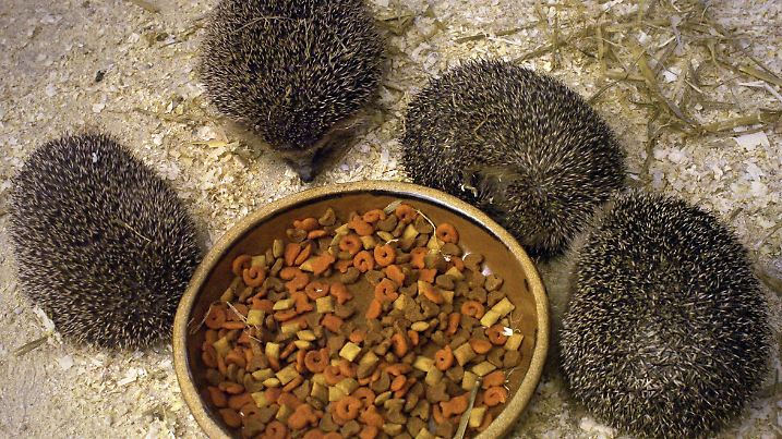 Igel in der Winterpension