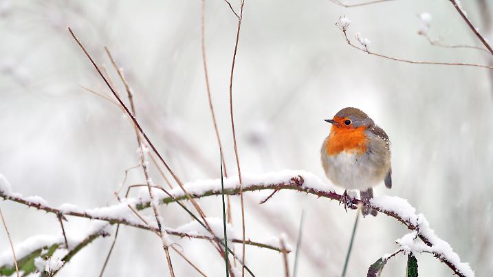 Nicht alle Vögel fliegen gen Süden - diese Wildtiere sind im Winter besonders auf unsere Hilfe angewiesen