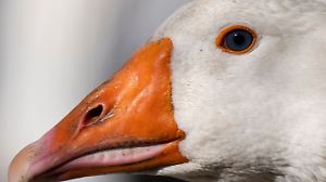 Geflügelzüchter in Angst vor Vogelgrippe