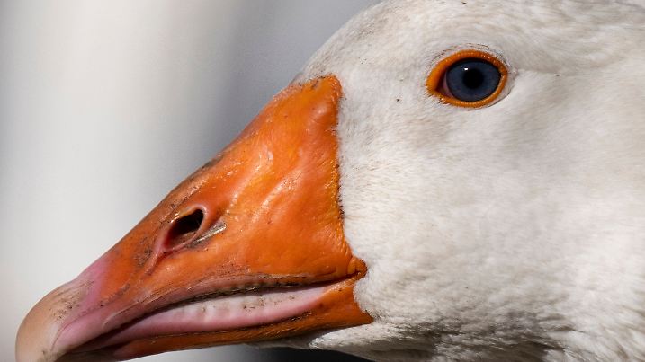 Geflügelzüchter in Angst vor Vogelgrippe