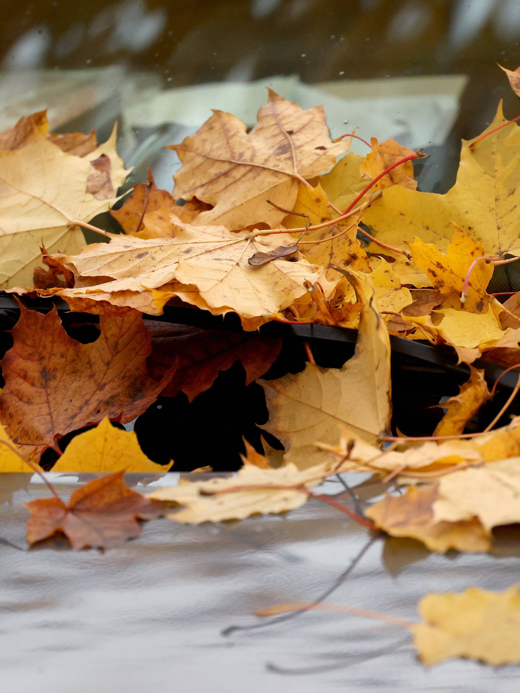 Buntes Herbstlaub liegt auf einem Auto in der Siegener Leimbachstrasse. Herbststimmung im Siegerland am 29.10.2023 in Si