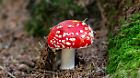 Fliegenpilz und 302 Liter Regen: Was diese zwei miteinander verbindet