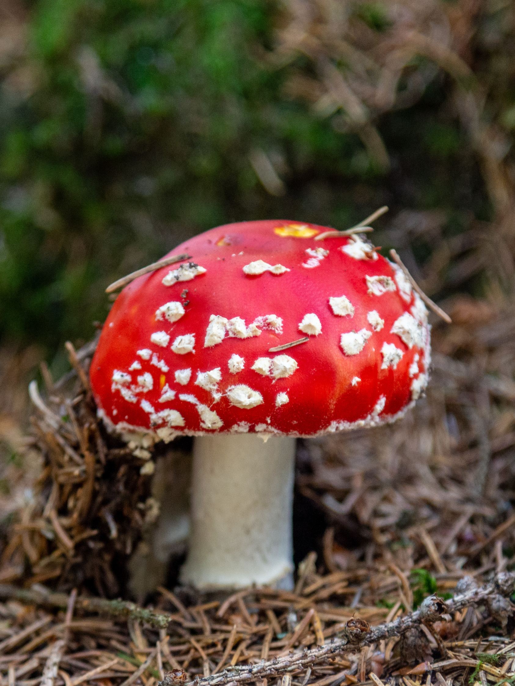 Fliegenpilz und 302 Liter Regen: Was diese zwei miteinander verbindet