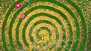 Laub harken auf kreative Weise