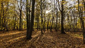 Herbststimmung in Brandenburg