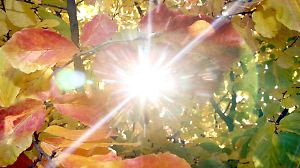 Herbstsonne