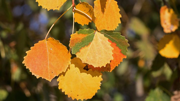 Espe Zitterpappel Zitter Pappel Aspe Populus tremula Herbstblaetter am Zweig Deutschland Euro