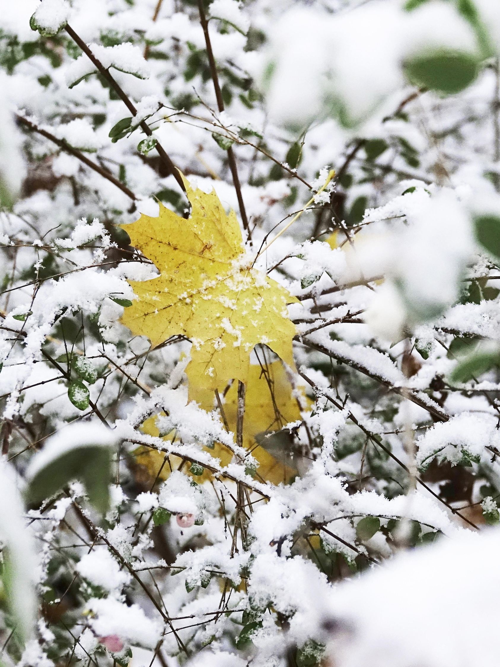 Erster Schnee, November, Deutschland, Europa