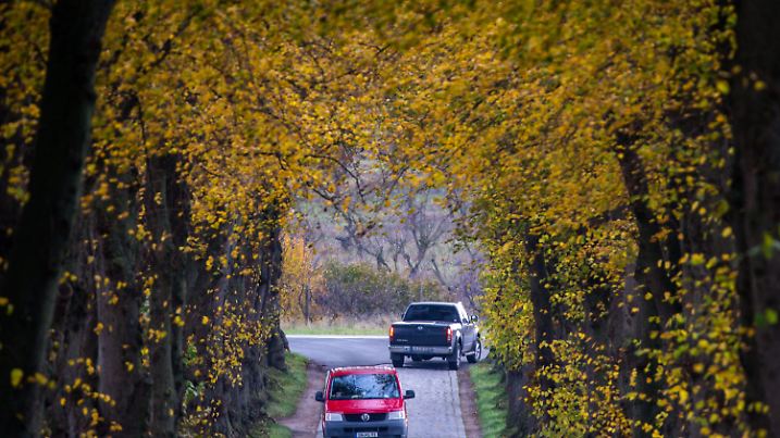 Allee in Mecklenburg-Vorpommern