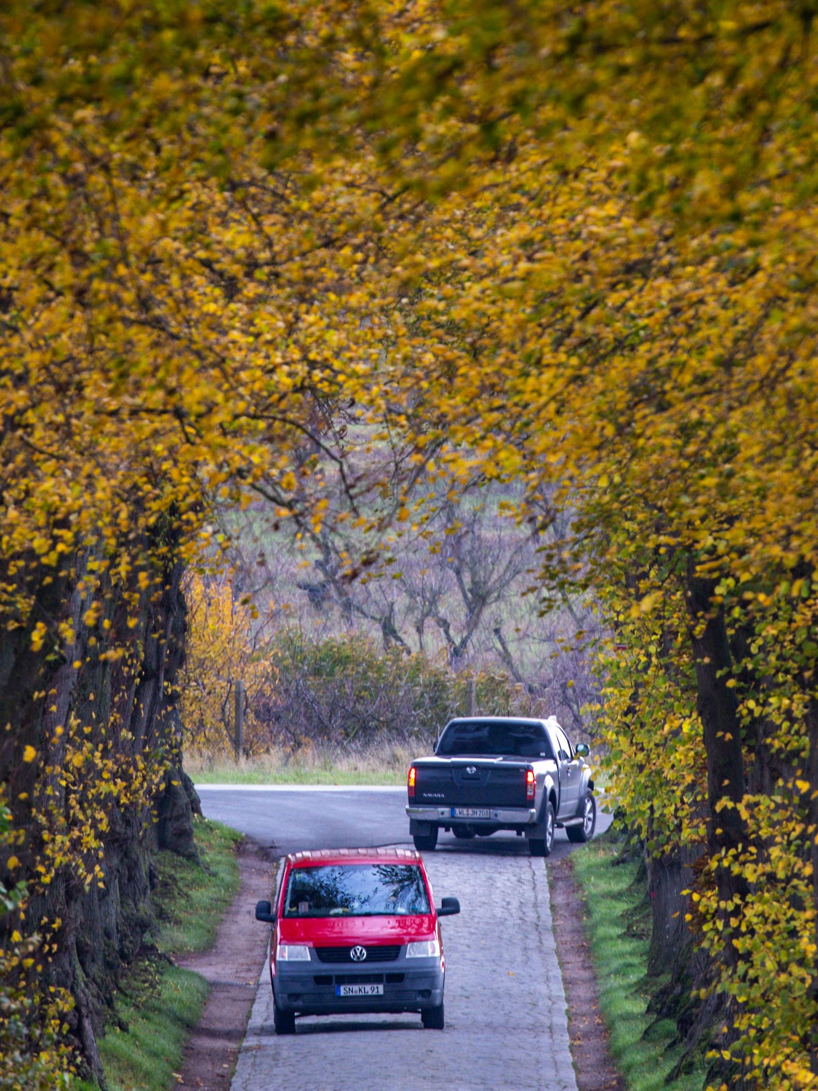 Allee in Mecklenburg-Vorpommern