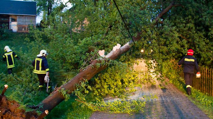 Im sächsischen Königswalde räumen Angehörige der Freiwilligen Feuerwehr am Freitagabend (11.05.2012) einen durch orkanartige Windböen umgestürzten Baum aus dem Weg. Heftige Unwetter und Gewitter sind auch in der Nacht zum Samstag über die Region hinweggezogen. Foto: Bernd März dpa/lsn  +++(c) dpa - Bildfunk+++