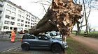 10.03.2019, Nordrhein-Westfalen, Düsseldorf: Ein umgekippter Baum liegt auf drei Autos auf der Düsseldorfer Cecillienallee. Zwei Stürme haben am Wochenende in NRW für Probleme gesorgt und Bäume entwurzelt. Foto: David Young/dpa +++ dpa-Bildfunk +++