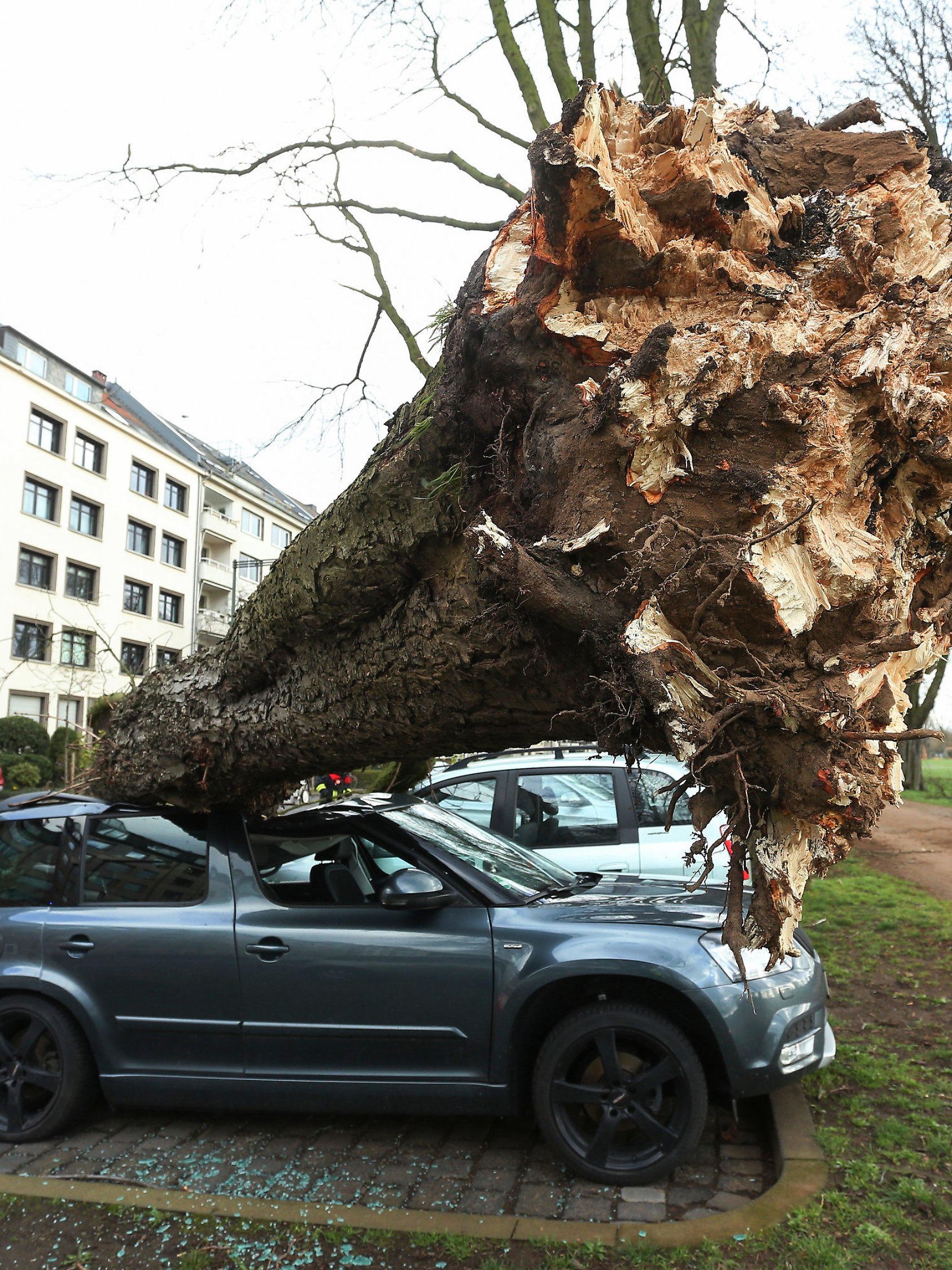 10.03.2019, Nordrhein-Westfalen, Düsseldorf: Ein umgekippter Baum liegt auf drei Autos auf der Düsseldorfer Cecillienallee. Zwei Stürme haben am Wochenende in NRW für Probleme gesorgt und Bäume entwurzelt. Foto: David Young/dpa +++ dpa-Bildfunk +++