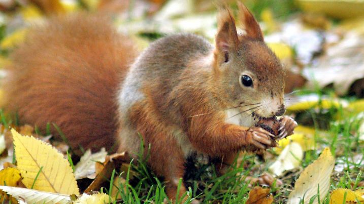 Seinen Wintervorrat an Nüssen und Samen sucht sich dieses Eichhörnchen am 23.10.2002 auf einer herbstlich-nassen Wiese im Grüneburgpark in Frankfurt am Main zusammen. Mit den Blättern fallen im Herbst auch die Eicheln, Kastanien und Nüsse auf den Boden.