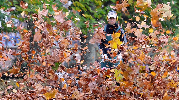 Kaum noch zu sehen ist ein junger Mann, der am Mittwoch (05.11.2008) am Frankfurter Mainufer das Laub mit einer Maschine auf einen Haufen bläst. Das Wetter zeigt sich wechselhaft mit Temperaturen um 10 Grad. Foto: Frank May dpa/lhe +++(c) dpa - Bildfunk+++