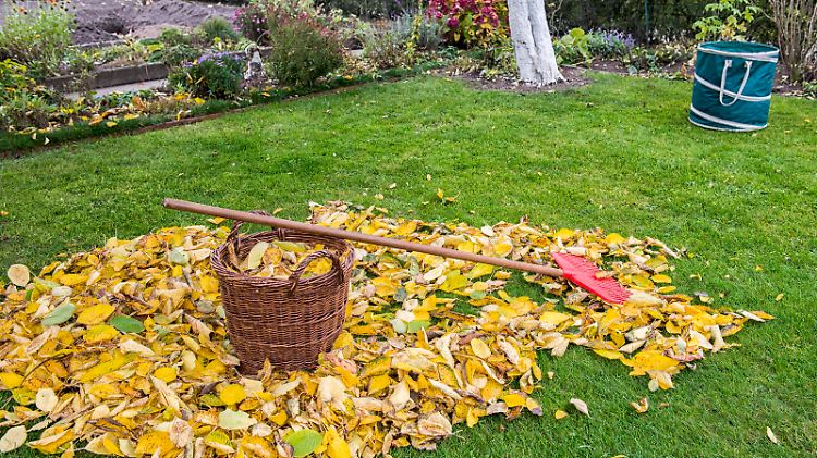 Autumn - Gardening