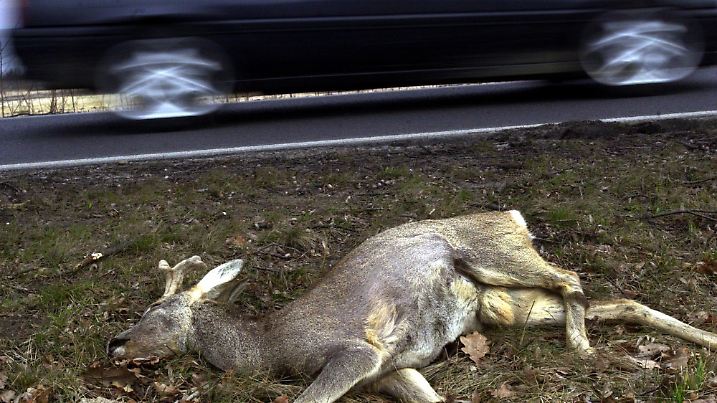 Groß Kreutz (Brandenburg): Ein Reh hat am 11.03.2003 den Unfall mit einem PKW nicht überlebt und liegt bis zum Abtransport neben der Straße nahe der Ortschaft Groß Kreutz bei Brandenburg/Havel. Nach einem Wildunfall muß der Fahrzeugführer einige Dinge beachten: Bei Unfällen mit Haarwild, hierzu zählen Rehe, Füchse und Wildschweine, haftet die Kfz-Versicherung nur dann, wenn sich das Fahrzeug beim Zusammenstoß in Bewegung befand. Die Unfallstelle muß markiert und Forstbehörde informiert werden. Wer das Wild einfach in den Kofferraum packt und mitnimmt, macht sich der Wilderei strafbar. (PDM459-120303)