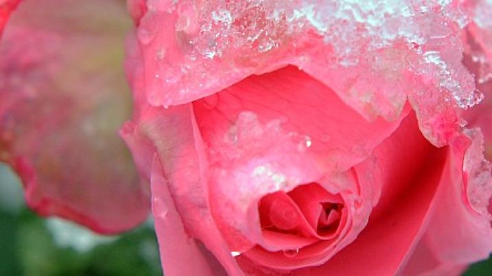 In der Nacht gefallener Schnee bedeckt am Samstag (22.11.2008) in einem Garten in Hannover eine Rose. Foto: Jochen Lübke dpa/lni +++(c) dpa - Bildfunk+++