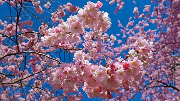 Creative Highlights World Etwas Kuehl aber tolles Fruehlingswetter mit Sonnenschein am Vormittag, Baumbluete, Kirschbluete am Wellersberg in Siegen Fruehling im Siegerland am 03.04.2021 in Siegen/Deutschland. *** A bit cool but great spring weather with sunshine in the morning, tree blossom, cherry blossom at the Wellersberg in Siegen spring in the Siegerland on 03 04 2021 in Siegen Germany