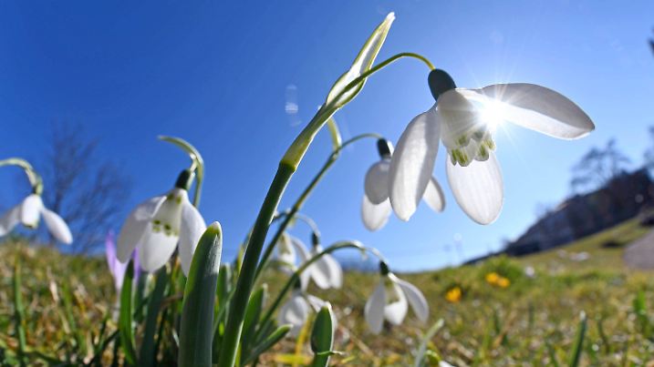18.02.2019, Baden-Württemberg, Karlsruhe: Bei frühlingshaften Temperaturen, blauem Himmel und Sonnenschein, blühen im Botanischen Garten Karlsruhe Schneeglöckchen. Foto: Uli Deck/dpa +++ dpa-Bildfunk +++